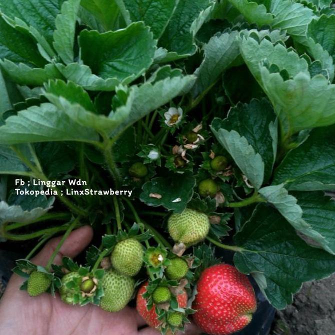 Bibit Strawberry Juba ( Original Jumbo x Bali )