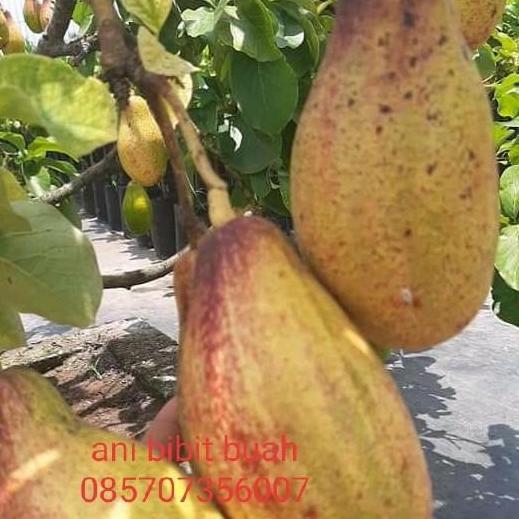 Bibit alpukat yellow vietnam