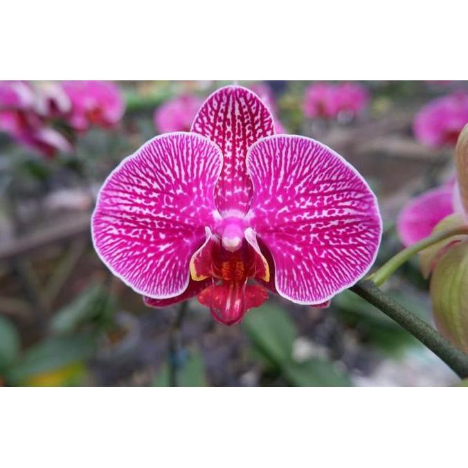 Anggrek bulan merah muda totol putih