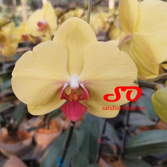 Anggrek Bulan Mini Kuning Lidah Merah