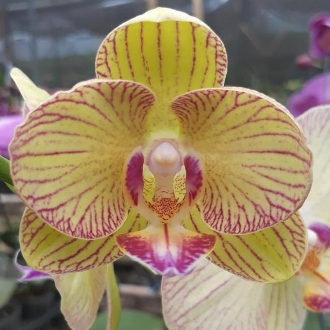 Anggrek Bulan Mini warma bunga kuning bergaris