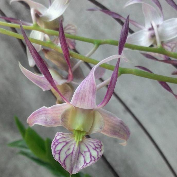 [ DEWASA ] Dendrobium leporinum