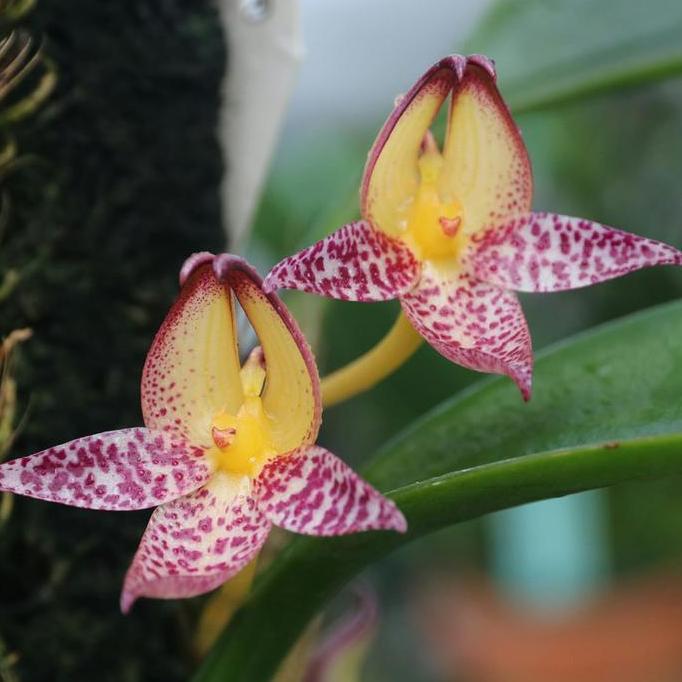 [ DEWASA ] Bulbophyllum macranthum - Keindahan Eksotis Beraroma Cengkeh