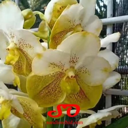 SPIKE Vanda Thonglorsand x Vanda Prapathom Gold