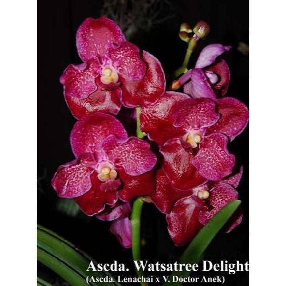 [ DEWASA ] Vanda Watsatree Delight ( Vanda Lenachai Vanda Doctor Anek )