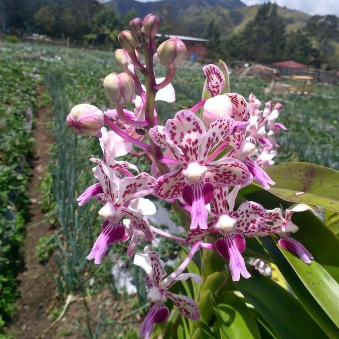 [ DEWASA ] Vanda Tricolor Merapi Anggrek Wangi Langka dari Lereng Gunung Api