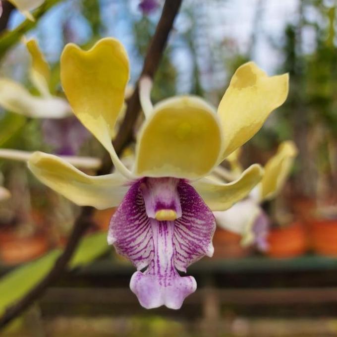 [ REMAJA ] Dendrobium Imelda Marina Masagung