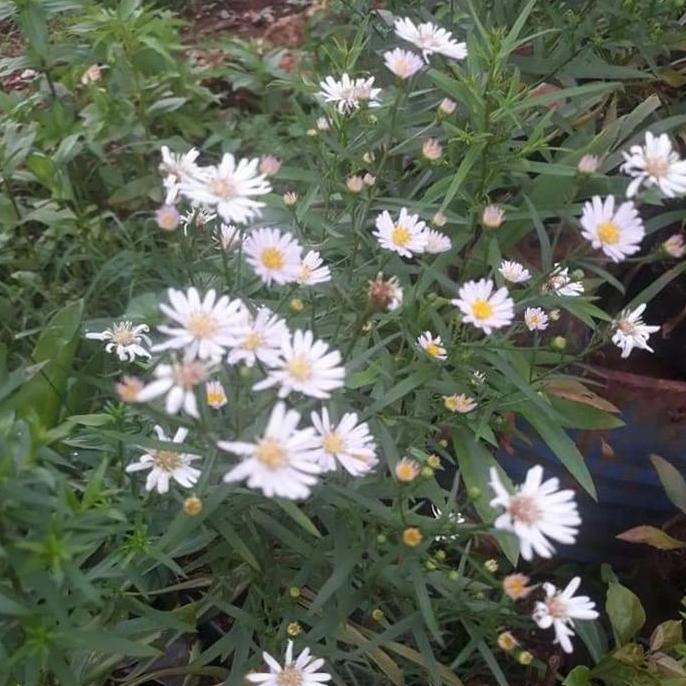 tanaman aster pikok putih