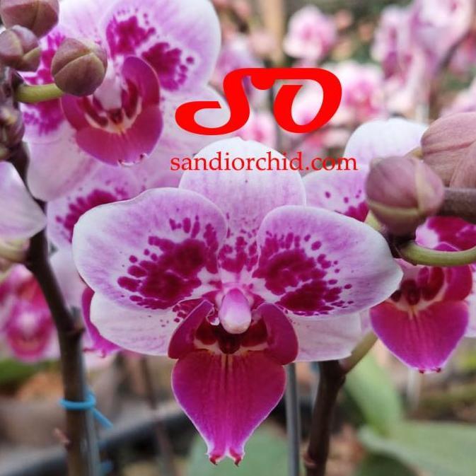 Anggrek Bulan Mini Putih Lidah Merah dan Sparkling Merah