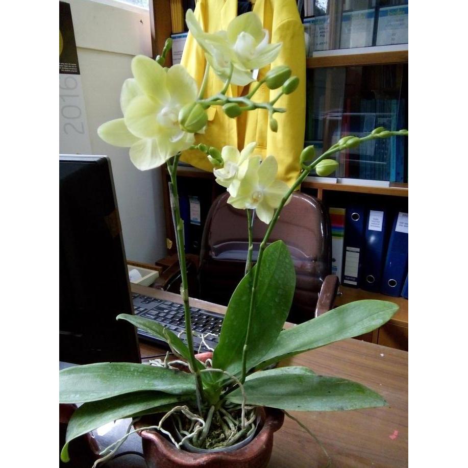 Anggrek Bulan Mini Taiwan Bunga Hijau Muda dan Kuning Totol