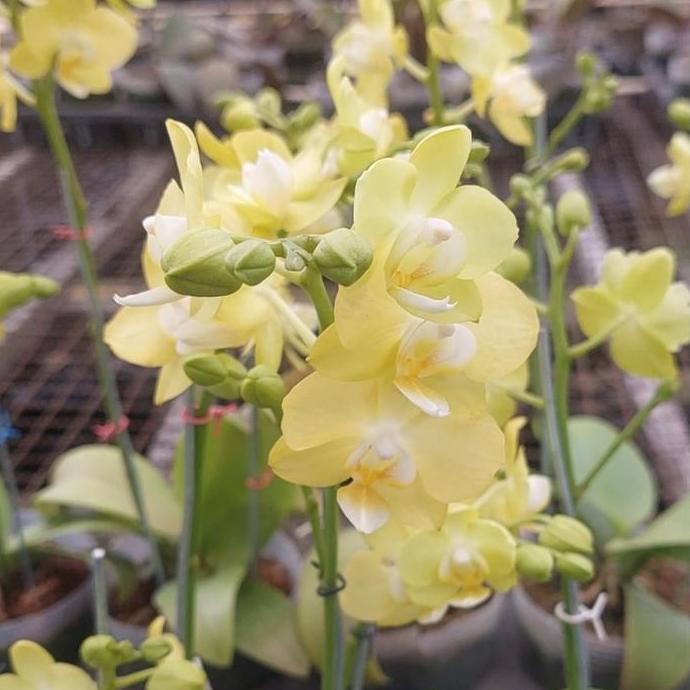 Anggrek Bulan Mini Kuning Muda