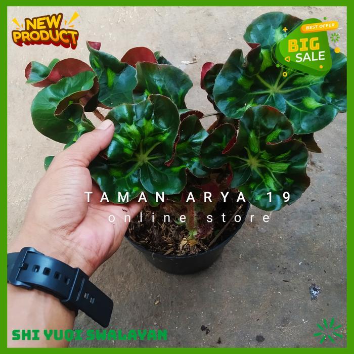 TANAMAN HIAS BEGONIA BIJI BENIH TANAMAN BEGONIA BEST SELLER 