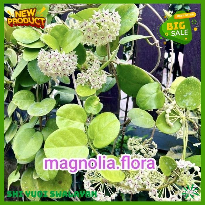 TANAMAN HIAS BUNGA MELATI HOYA BERBUNGA WANGI SEMERBAK BIJI BENIH TANAMAN BUNGA HIGHT QUALITY 