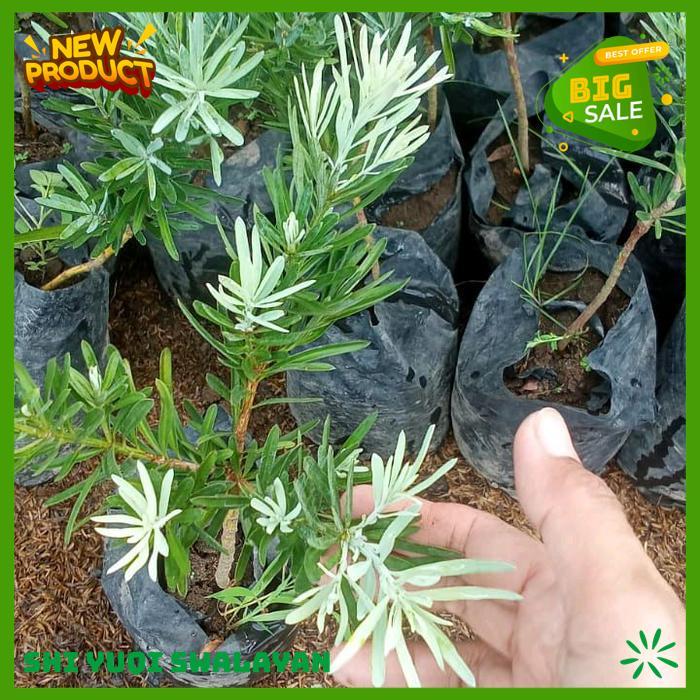 BAHAN BONSAI LOHANSUNG BLU ICE BONSAI TANAMAN HIAS BIJI BENIH TANAMAN LOHANSUNG KUALITAS BERKELAS 