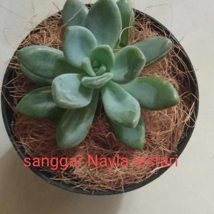 pohon kaktus mini/tanaman hias bunga kaktus mini murah