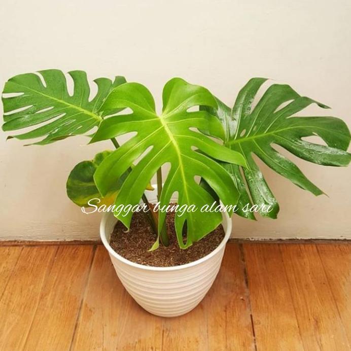 TANAMAN HIAS MONSTERA DELICOSA / BRAZIL + POT PUTI murah