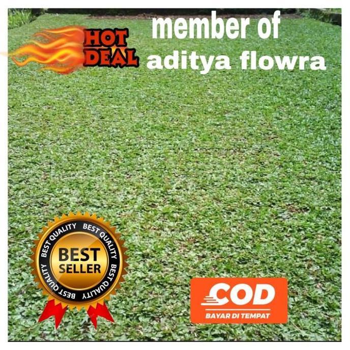 jual rumput gajah mini/bibit rumput gajah mini