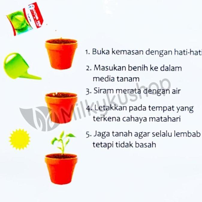 BENIH KYS KNOWN YOU SEED MELON F1 GOLDEN AROMA KEMASAN PABRIK