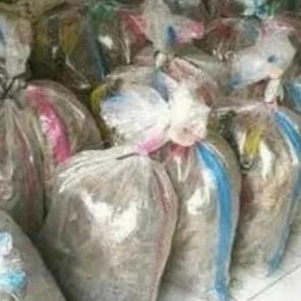 jangkrik fress hidup 1karung