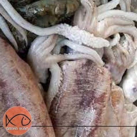 PARDIONSSTORE - CUMI SOTONG SEGAR SIZE BESAR 5GRAM