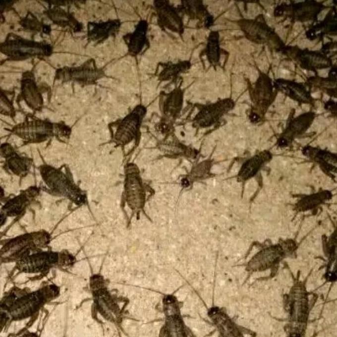 Jangkrik 500 gr - jangkrik alam - jangkrik genggong