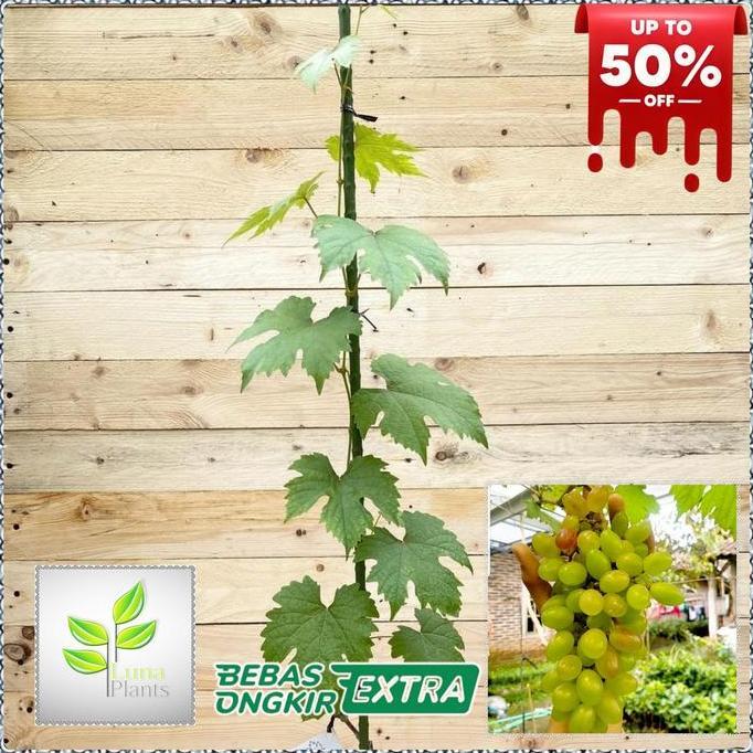 paket 6 bibit anggur - bibit anggur unggul - bibit buah anggur