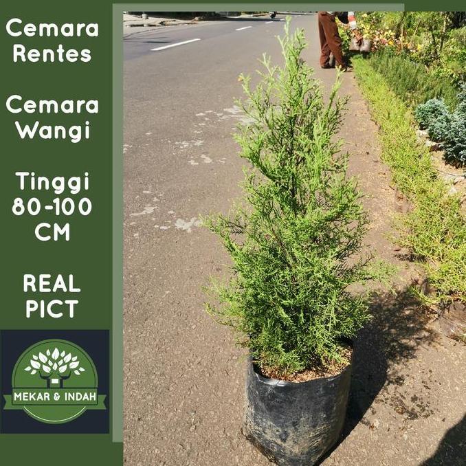 Tanaman Cemara Wangi Rentes, Pohon Cemara Rentes Wangi, Cemara Natal