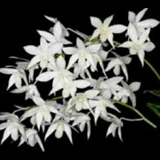 Anggrek Dendrobium White Grace 1 Pot