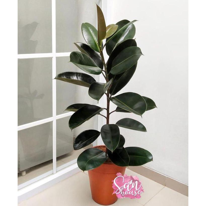 Ficus Elastica Burgundy | Karet Kebo | Rubber Plant