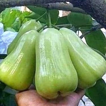 Bibit Jambu Air Green Giant