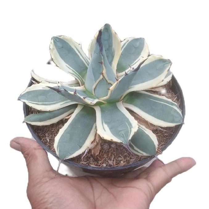 Agave Patonii Parigata Jumbo