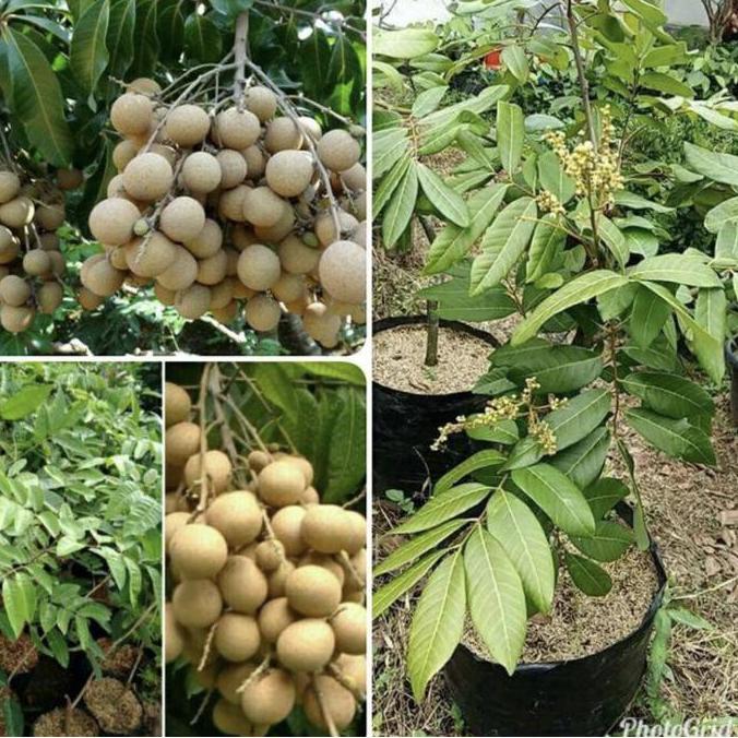 Pohon Buah Kelengkeng// Tinggi 2 Meter Siap Berbuah