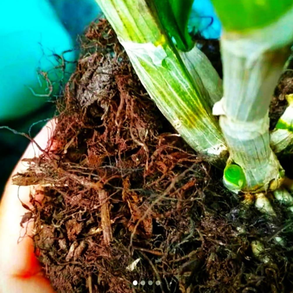 Promo Cod Media Tanam Mos Hitam Asli 1Kg Untuk Anggrek ...