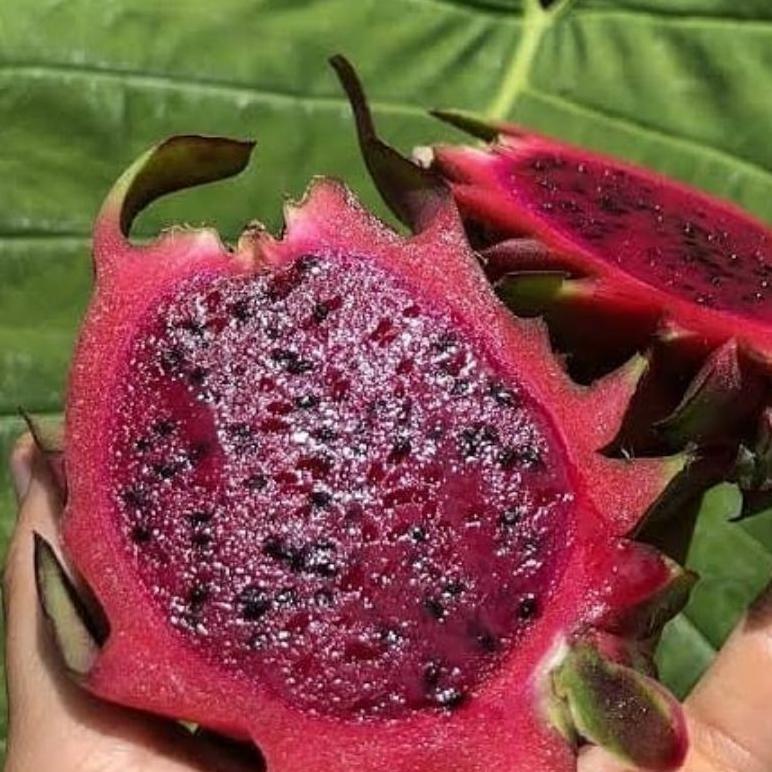 NI06 Ok75 jg-8 Pupuk Organik Pelebat Buah Dan Booster Buah Naga Cepat Berbuah Lebat Berkualitas Term