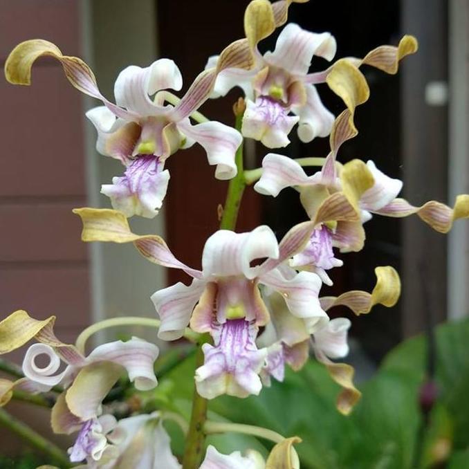 Terlaris [ Dewasa ] Anggrek Besi Sulawesi | Dendrobium Pseudoconanthum Jungle Plant Unik & Langka