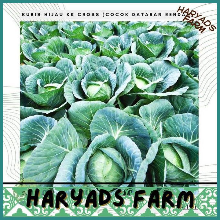 HF BENIH BIBIT BIJI - KOL HIJAU KUBIS KK CROSS COCOK DATARAN RENDAH SEEDS - HARYADSFARM