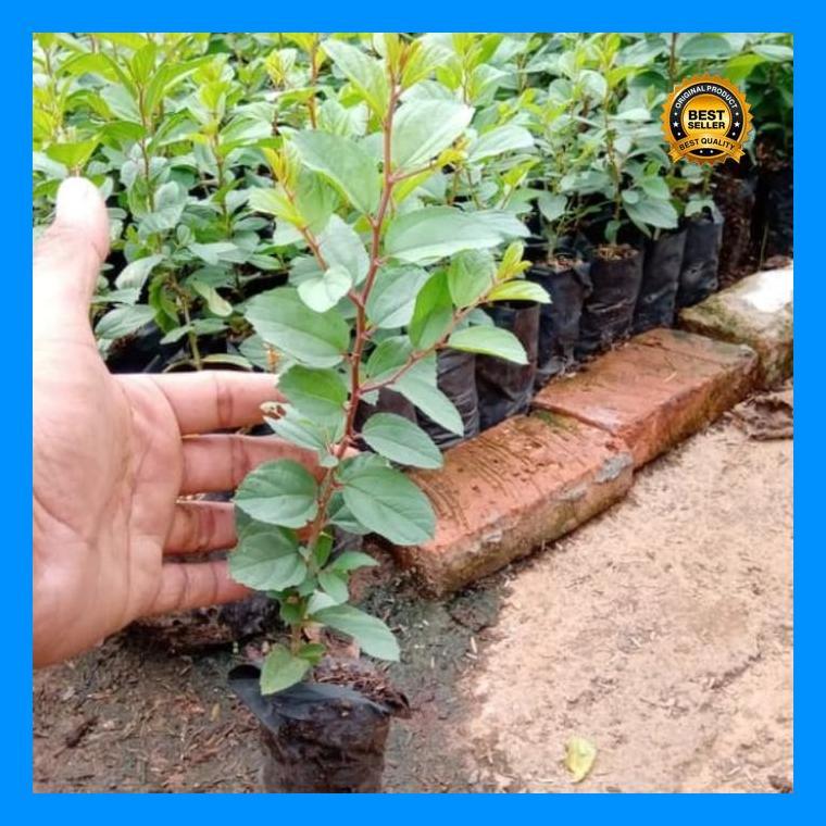 (Terbaru) Pohon Bidara Arab 1 Paket 2 Pohon Bestseller