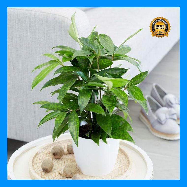 (Promo) Tanaman Bambu Brasena Ijo Bestseller