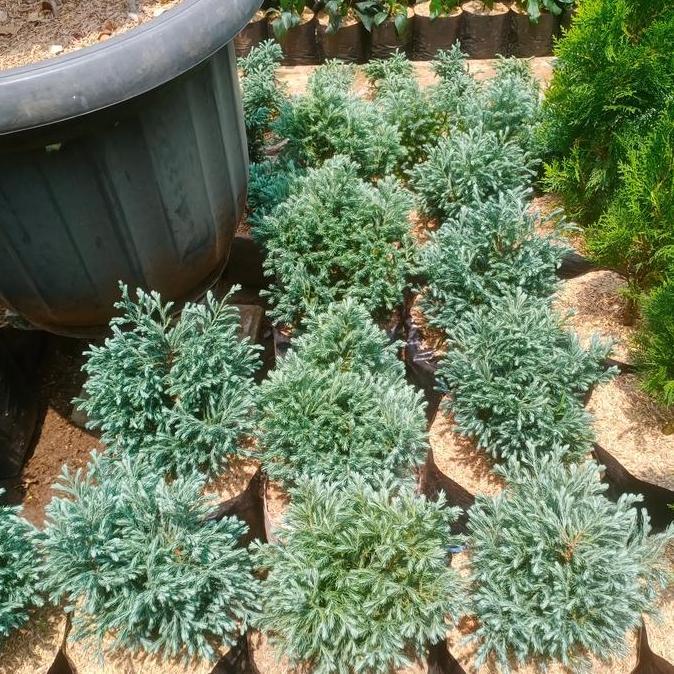 Terlaris Tanaman Cemara Perak Besar
