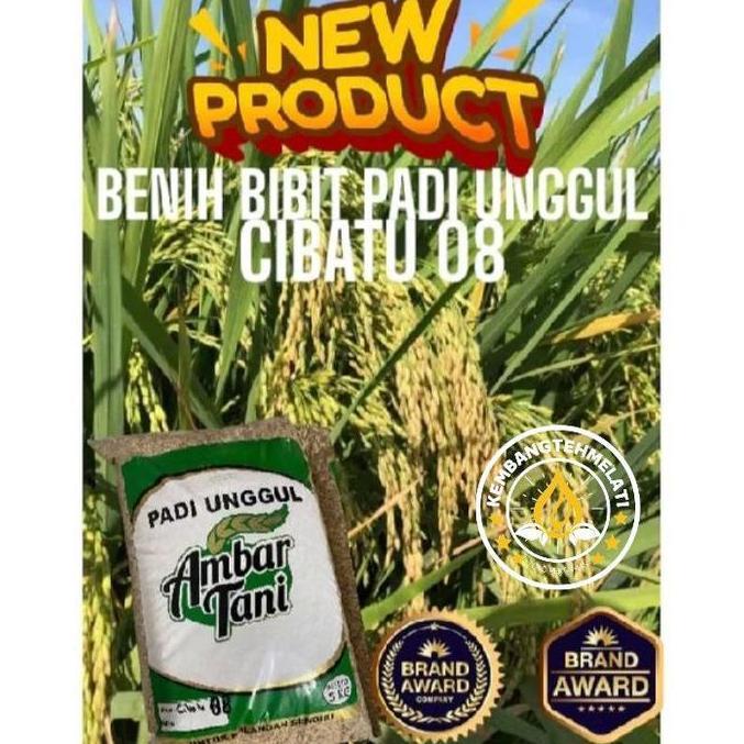 Terlaris Bibit Padi Benih Padi Unggul Cibatu 08 Original Kemasan 5Kg