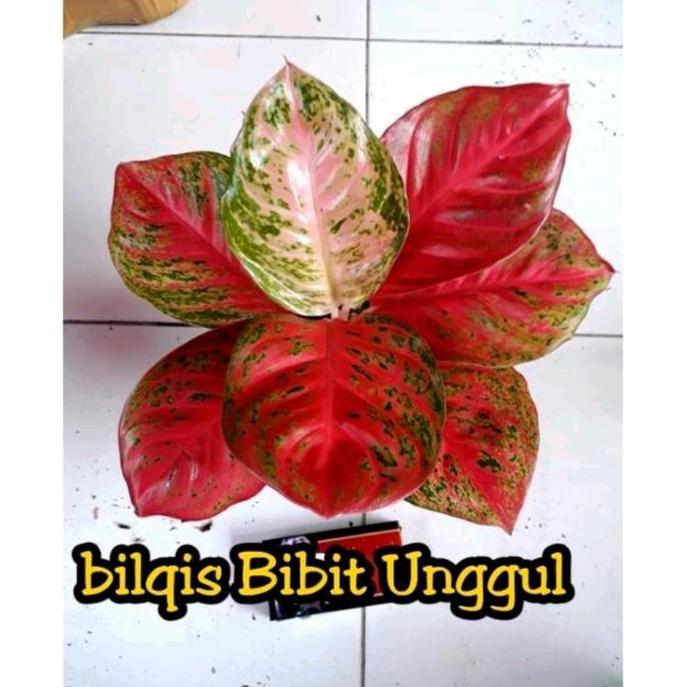 Terlaris Bunga Aglonema Wulandari Super