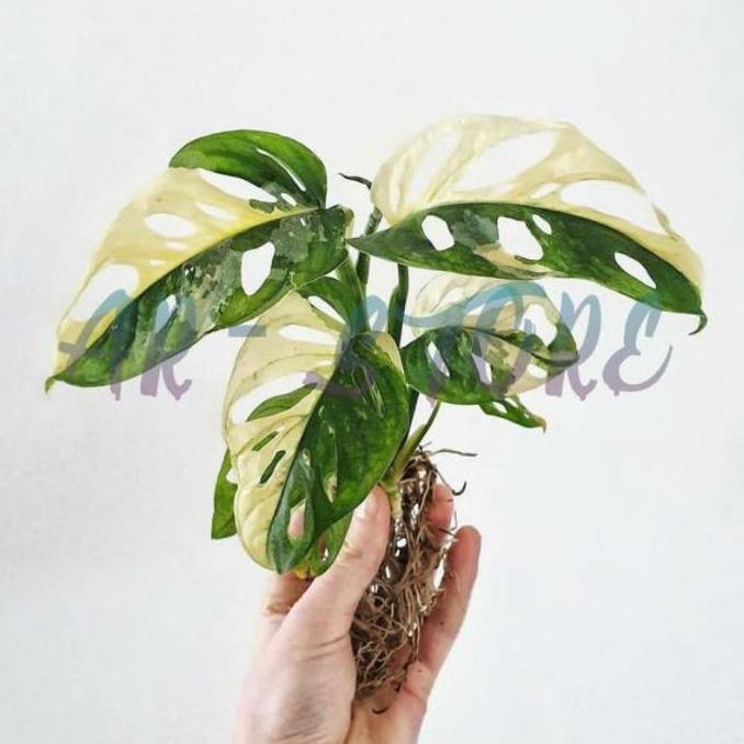 Promo bonggol ASLI atau bibit janda bolong varigata