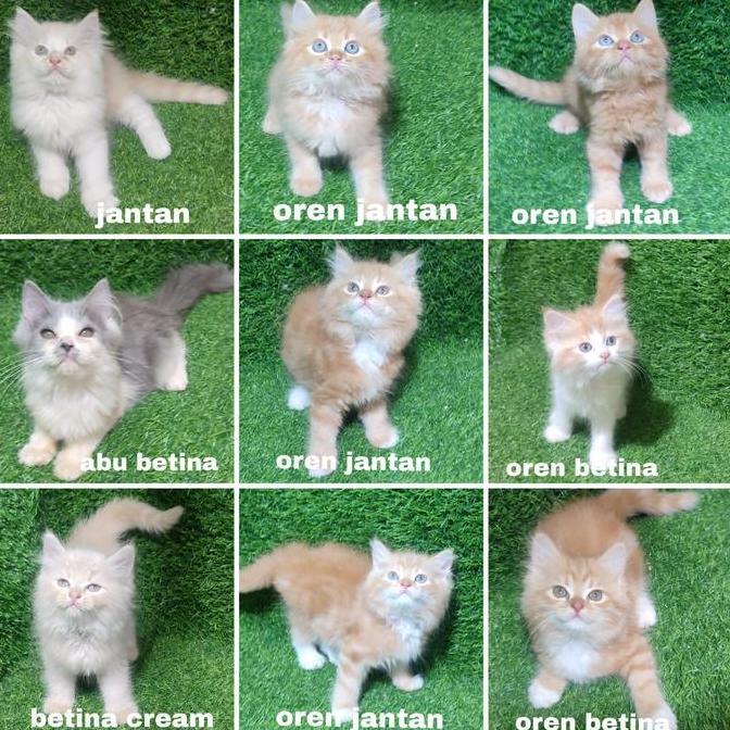 Jual Kitten Persia Anak Kucing Angora Flatnose - 1 Ekor Kucing dengan Pilihan Warna Jantan, Oren Jan