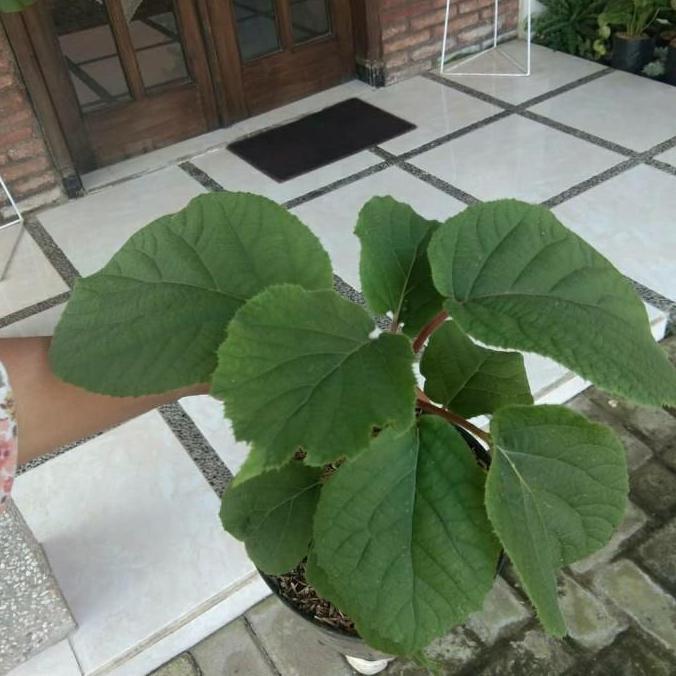 siap berbuah BIBIT TANAMAN BUAH KIWI GOLDEN-BIBIT KIWI JANTAN BETINA-KIWI GODEN bisa COD