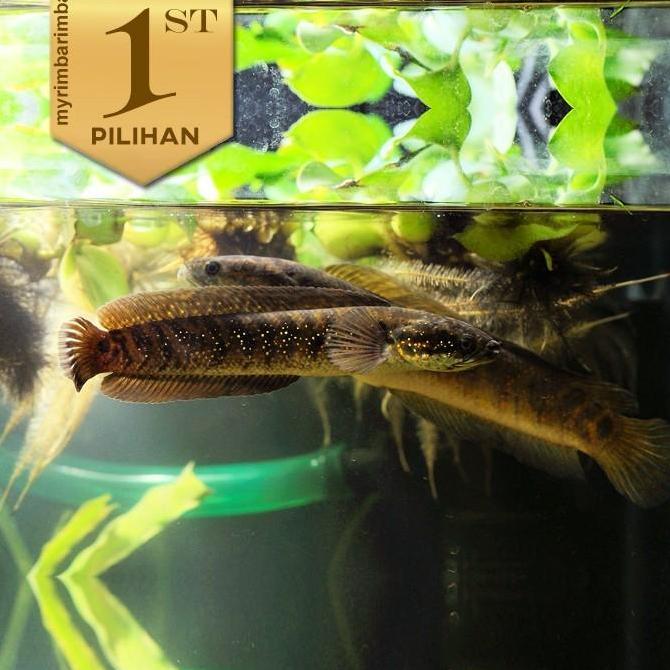 BABY CHANNA ASIATICA WS IKAN HIAS PREDATOR HIASAN AQUARIUM AQUASCAPE