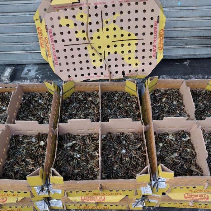 ANAK BURUNG PUYUH HIDUP PEJANTAN UNTUK PAKAN HEWAN