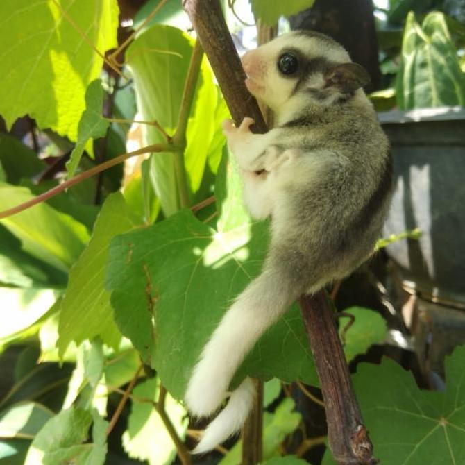 TERBARU sugar glider mozaik joey PROMO