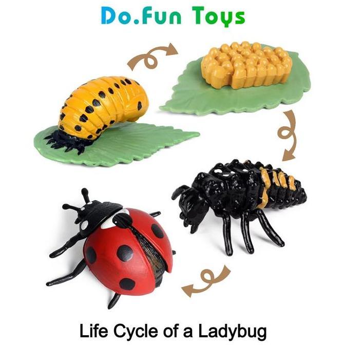 Animal Figure Life Cycle of a Lady Bug / Siklus Hidup Binatang Kepik