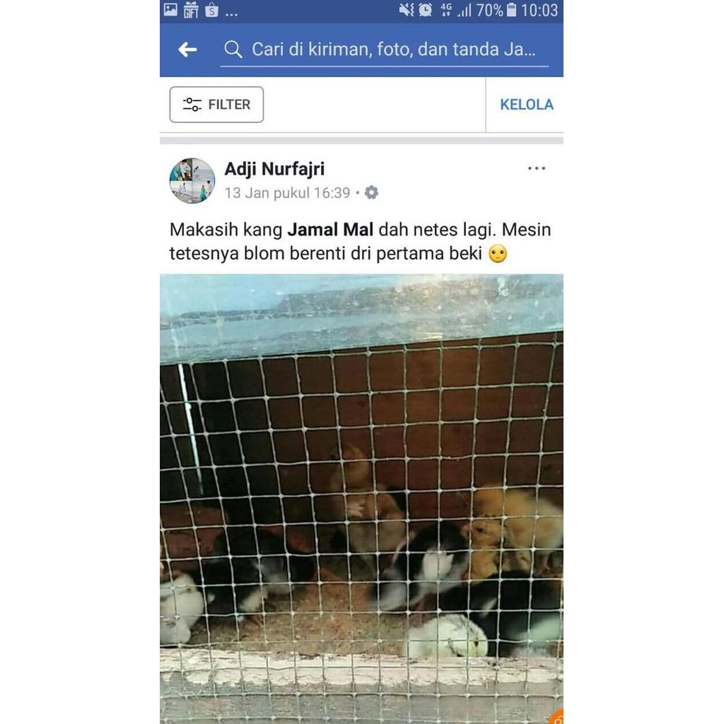 Mesin Tetas Penetas Telur Ayam Dan Bebek Otomatis Kualitas Terbaik Harga Termurah