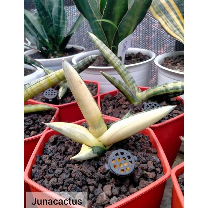 Terlaris Sansevieria Boncel Variegata Putih
